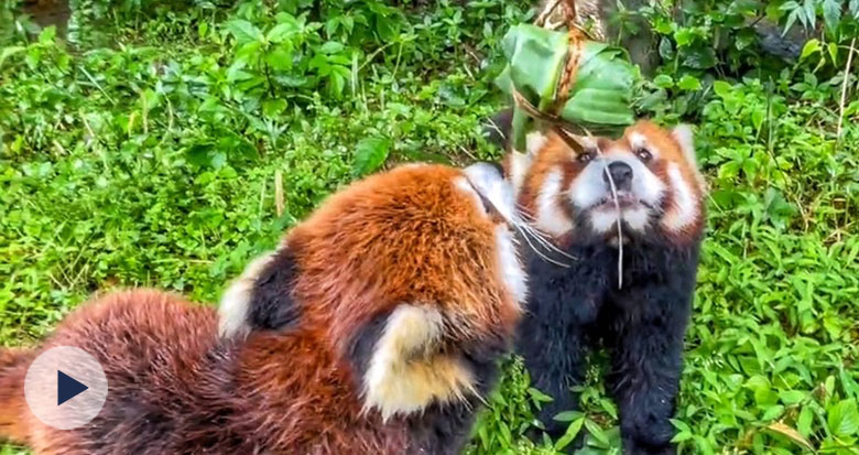 �������ӳԵÚg������Ұ������@��С����Ҳ�^����